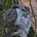 goshawke avatar