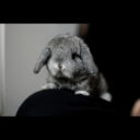 gostudyingthings avatar