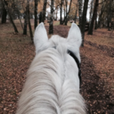 got-a-bay-or-neigh avatar