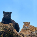 gothchickhunter avatar