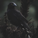 gothcorvidae avatar