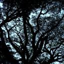 gothgenderism avatar