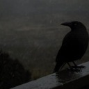 gothiccosmiccowboy avatar