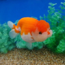 gothicflowersworld avatar