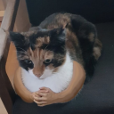 gothsexhormones avatar