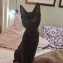 gothsimmer2002 avatar