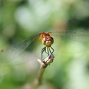 gotta-love-bugs avatar