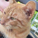 gotumsendenbileguzel avatar