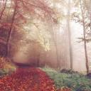 gozluklumaymun avatar