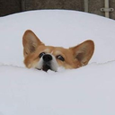 gr8lyunintended avatar