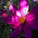 grab-the-bull-by-the-horns avatar