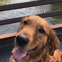 graceandgoldens avatar