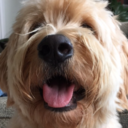 graceberhard-blog avatar