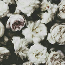 graceful-and-pulchritudinous avatar