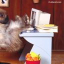 graceful-as-a-rhinoceros avatar