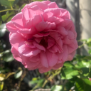 graceful-chaos avatar