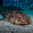 graceful-wobbegong avatar