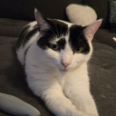 gracefulbandit avatar