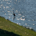 gracefulcoffee avatar