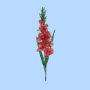 gracefulgladiolus avatar