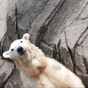 gracelessdragon avatar