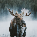 gracelessmoose avatar