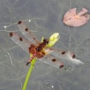 gracelessodanata avatar