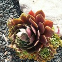 gracesphotographs avatar