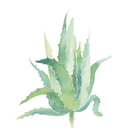 gracie-the-gay-yeet avatar