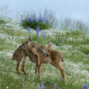 gracious-queen avatar