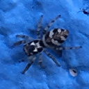 gramz-cracker avatar