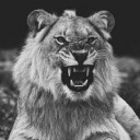 grandesfelinos avatar