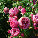 grandgatheringofdreams avatar