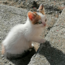 grandhearttyphoon avatar