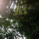 grandmaster-ganja avatar