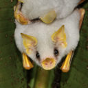 grandnutkoala avatar