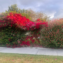 grandrecklesssoul avatar