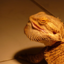 granolageckos avatar