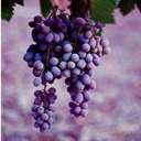 grapes-for-d avatar