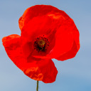 grapes-peaches-blog1 avatar