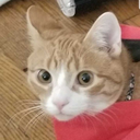 grapsusgrapsus avatar