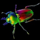 grasswhistler avatar