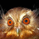 grateful-owl avatar