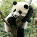 gratuitparadis avatar