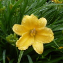 graupelfromtheskies avatar