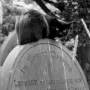 graveyard-guardians avatar