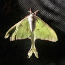 graveyard-moth avatar