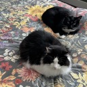 gravicroyvi-1089 avatar