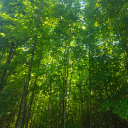 gravidgoddess avatar