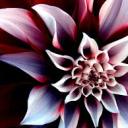 gray-does-stuff avatar